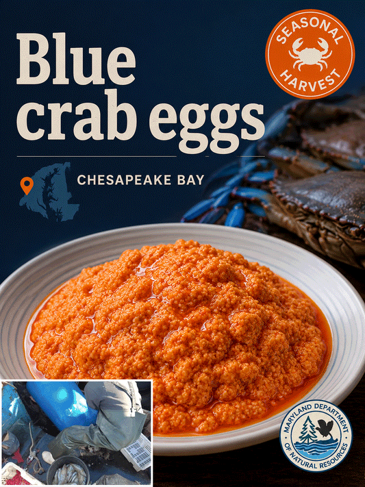 Maryland-Chesapeake Bay blue crab eggs-Joan