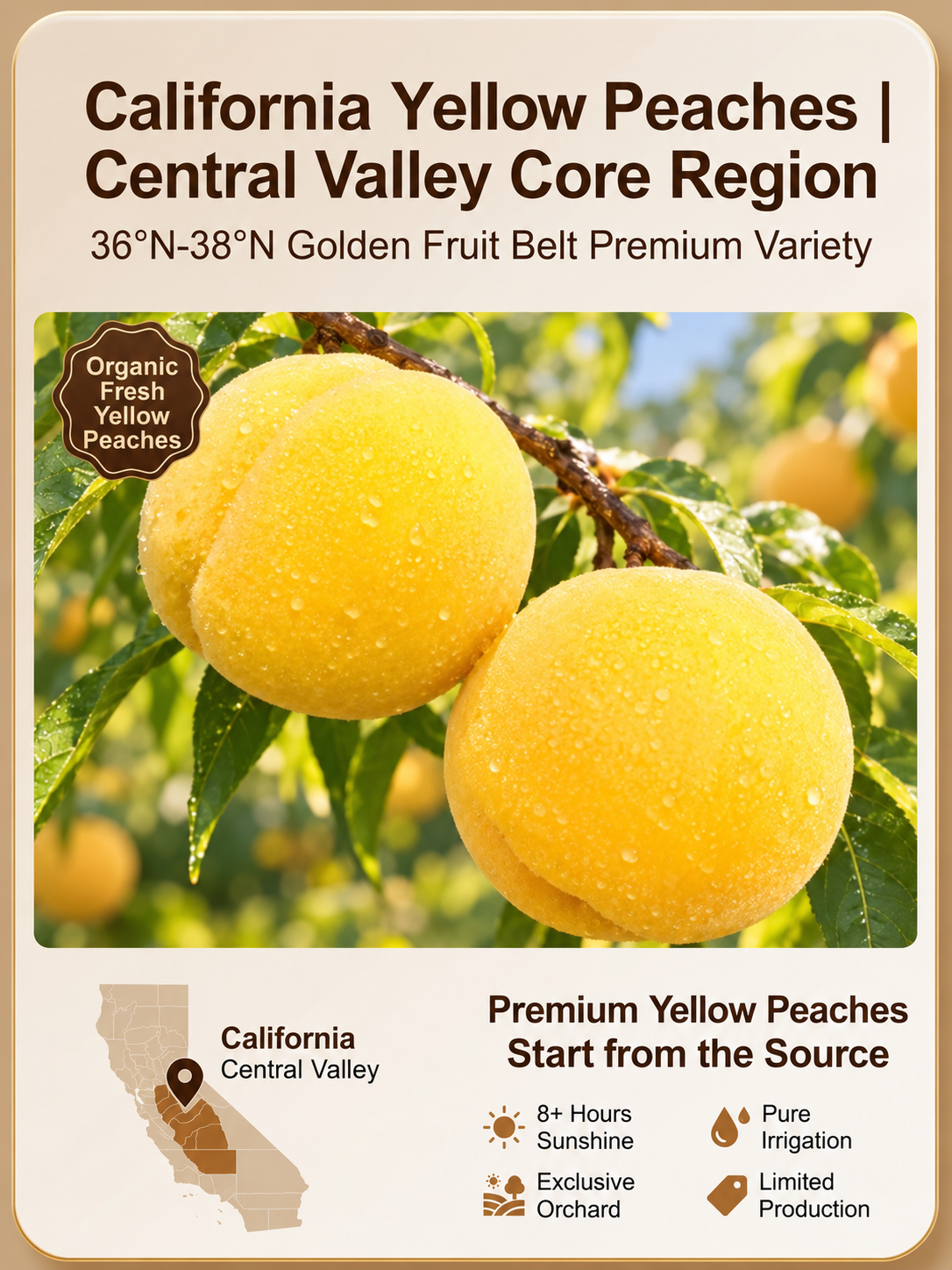 California Dried Yellow Peaches — A Delicious Weight-Loss-Friendly Snack Alternative-Joan