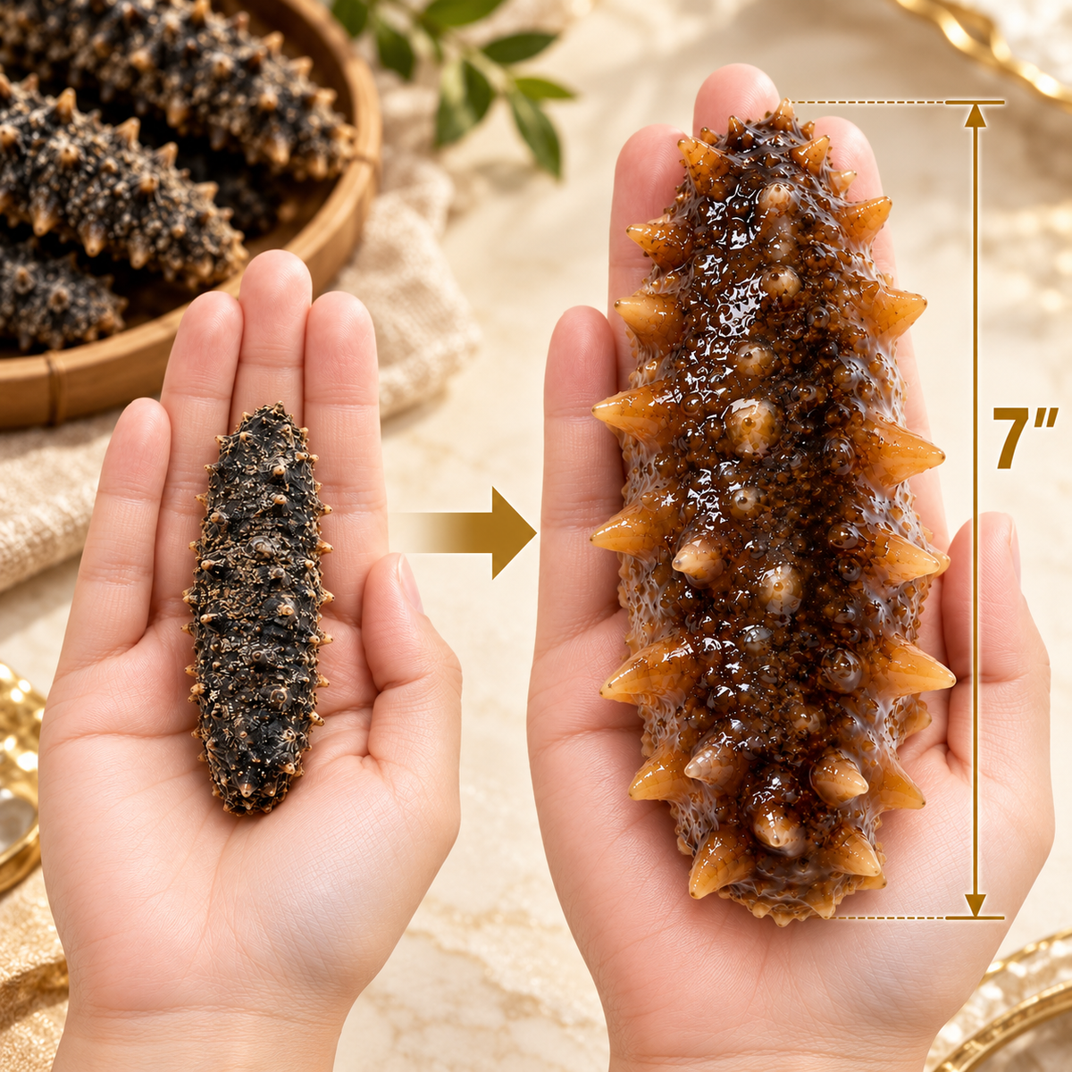 HOKKAIDO PREMIUM SEA CUCUMBER-Joan